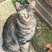 Tiger is registered to the contest to win money with this photo: cat, tabby, green_eyes, sitting, stone_slab, brick_wall, moss, plants, leaf, outdoor, animal, pet, fur, whiskers, nature, calm, alert, close_up, daylight, mammal