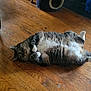 cat, tabby, pet, animal, indoor, wooden_floor, relaxed, lying_down, belly_up, paws, fur, whiskers, ears, tail, natural_light, shadow, floor, domestic, cute, resting