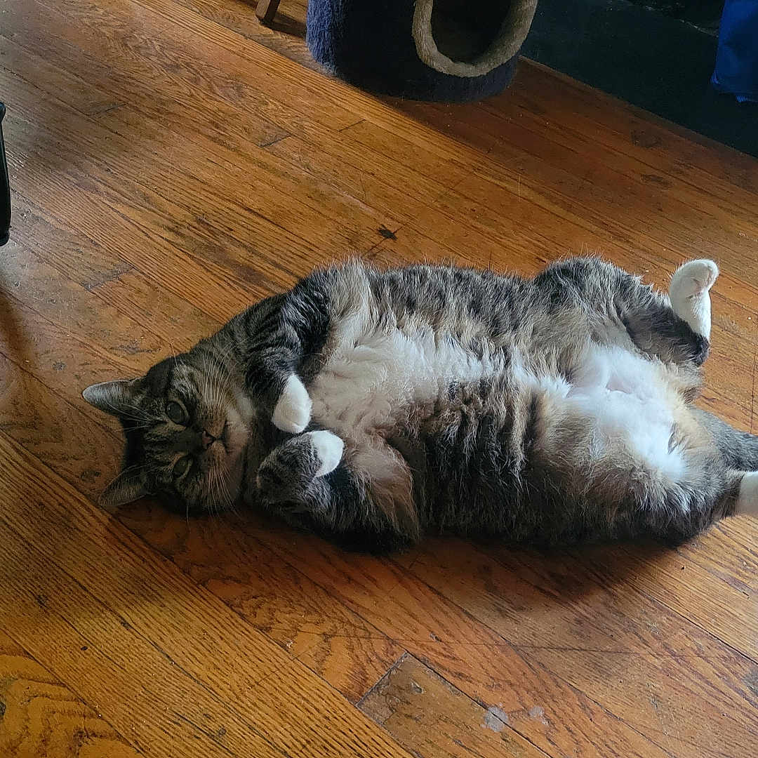 Hunna Bunna joined the competition — help win amazing prizes! animal, belly_up, cat, cute, domestic, ears, floor, fur, indoor, lying_down, natural_light, paws, pet, relaxed, resting, shadow, tabby, tail, whiskers, wooden_floor