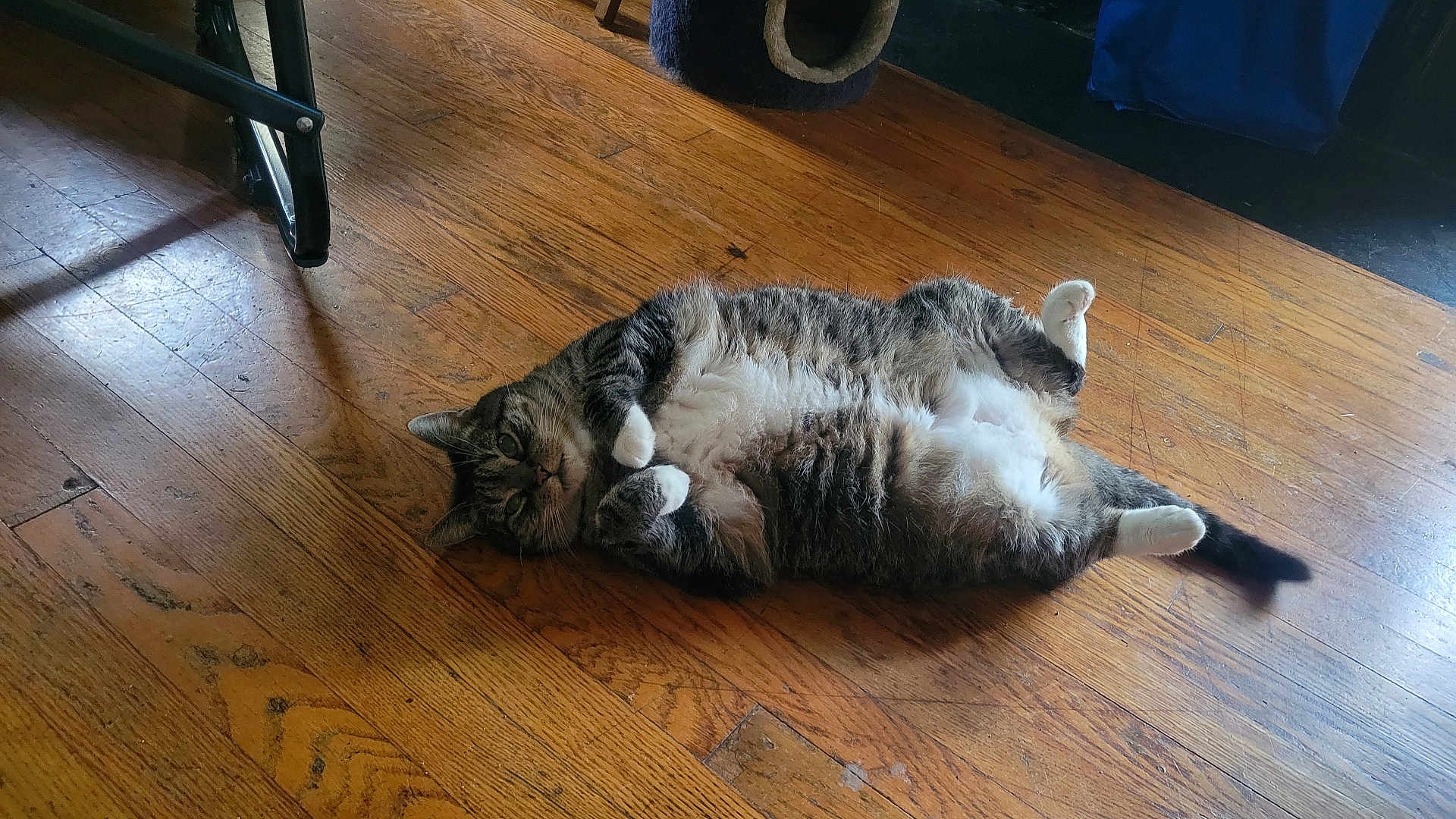 Hunna Bunna joined the competition — help win amazing prizes! cat, tabby, pet, animal, indoor, wooden_floor, relaxed, lying_down, belly_up, paws, fur, whiskers, ears, tail, natural_light, shadow, floor, domestic, cute, resting