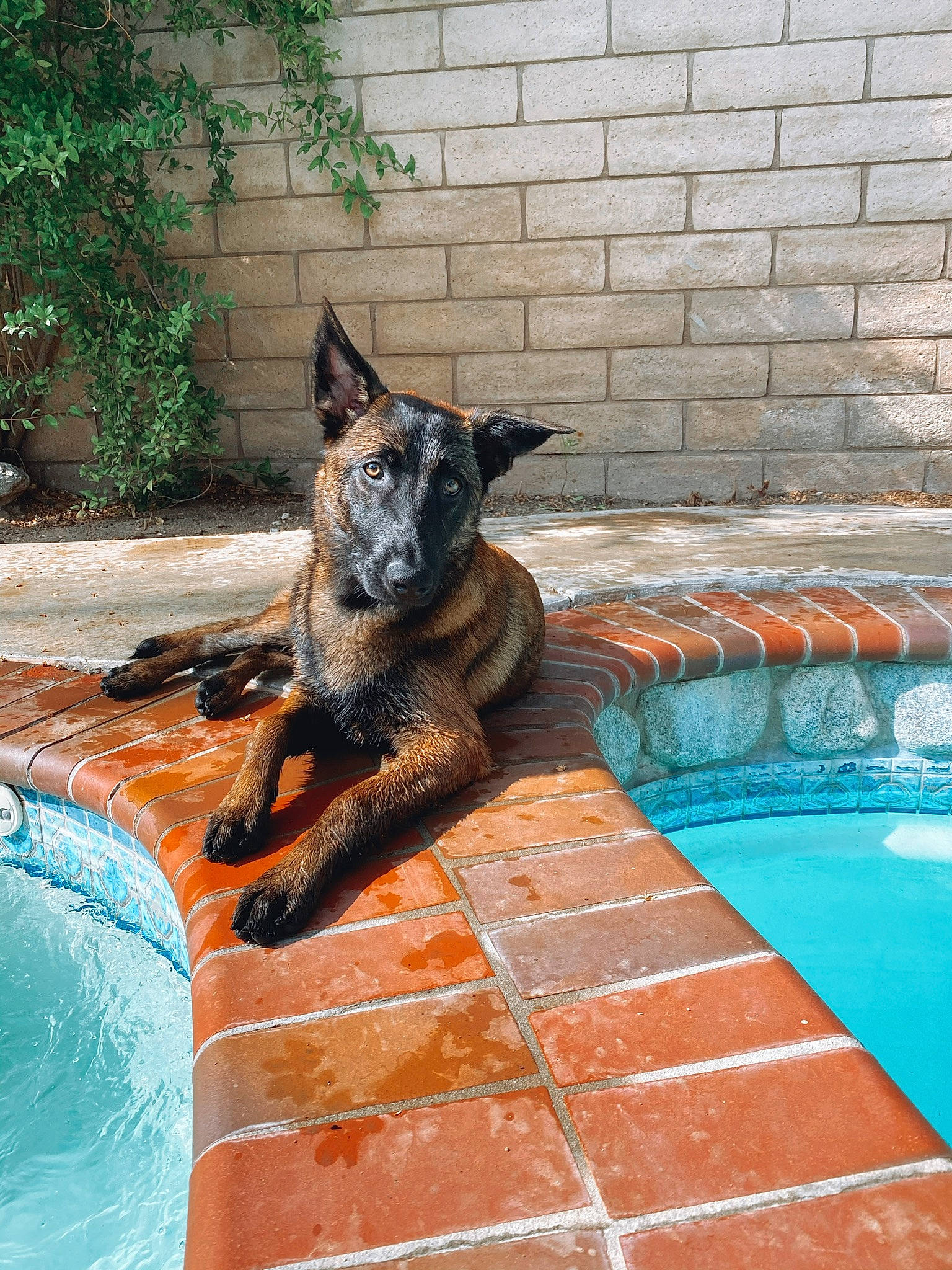 Axel is registered to the contest to win money with this photo: backyard, belgian_shepherd, canidae, carnivore, dog, dog_breed, dutch_shepherd_dog, fawn, games, german_shepherd_dog, house, leisure, recreation, sporting_group, summer, vacation, wall, water, working_dog