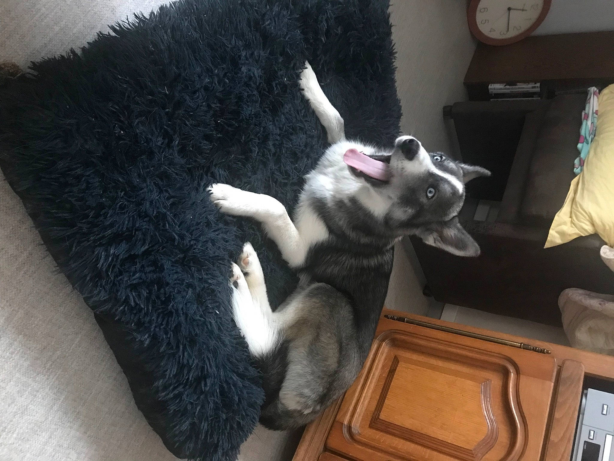 Oslow participe au concours pour gagner de l'argent avec cette photo : canidae, carnivore, cat, clock, companion_dog, dog_breed, domestic_short_haired_cat, fawn, felidae, fur, grey, home_accessories, paw, siberian_husky, small_to_medium_sized_cats, snout, sporting_group, tail, whiskers, working_animal