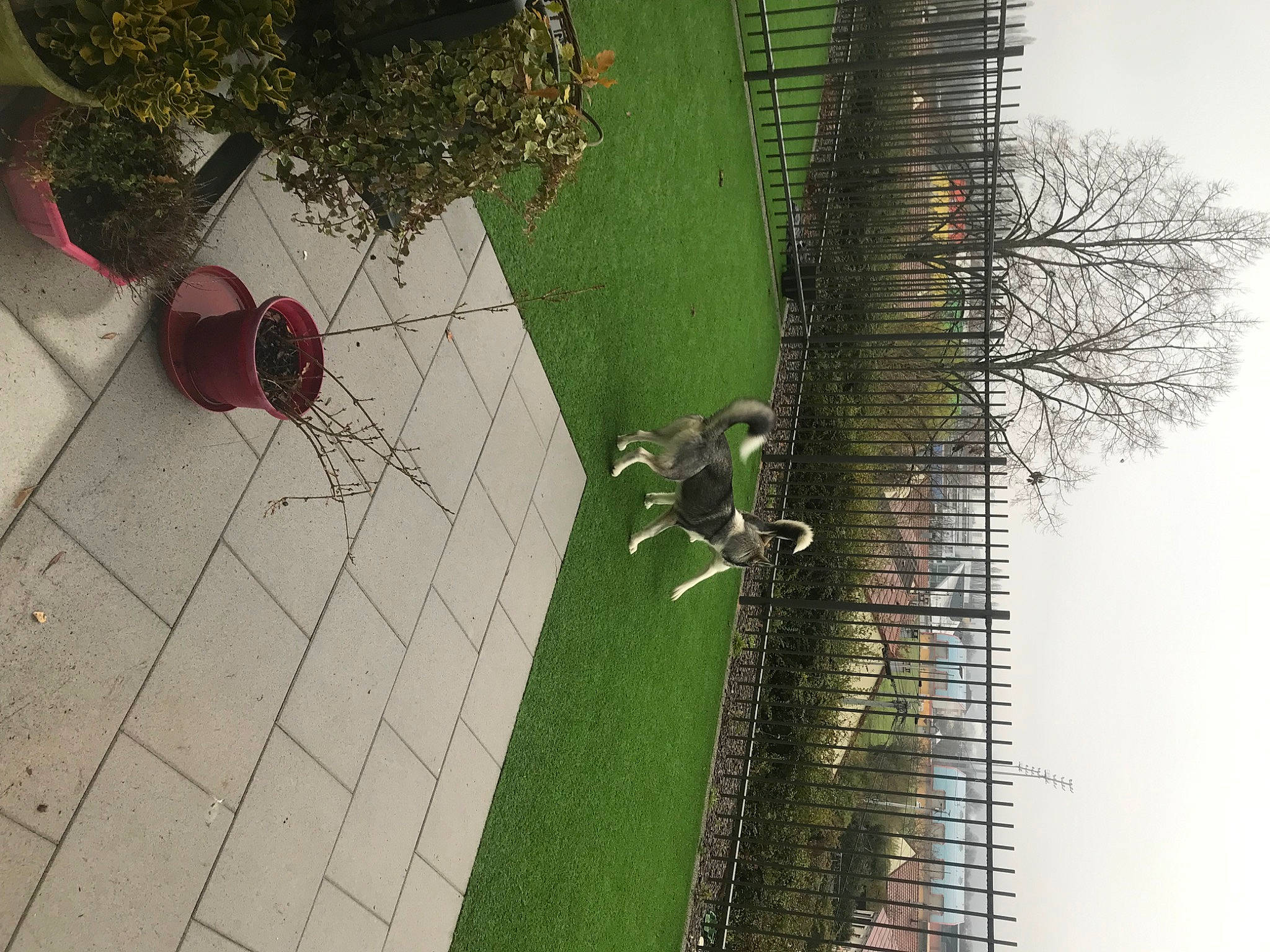 Oslow a rejoint le concours — aidez-le/la à gagner de superbes lots ! architecture, bird, building, facade, flooring, flowerpot, grass, green, houseplant, landscape, leaf, line, plant, road_surface, shrub, sidewalk, sky, tree, urban_design, window