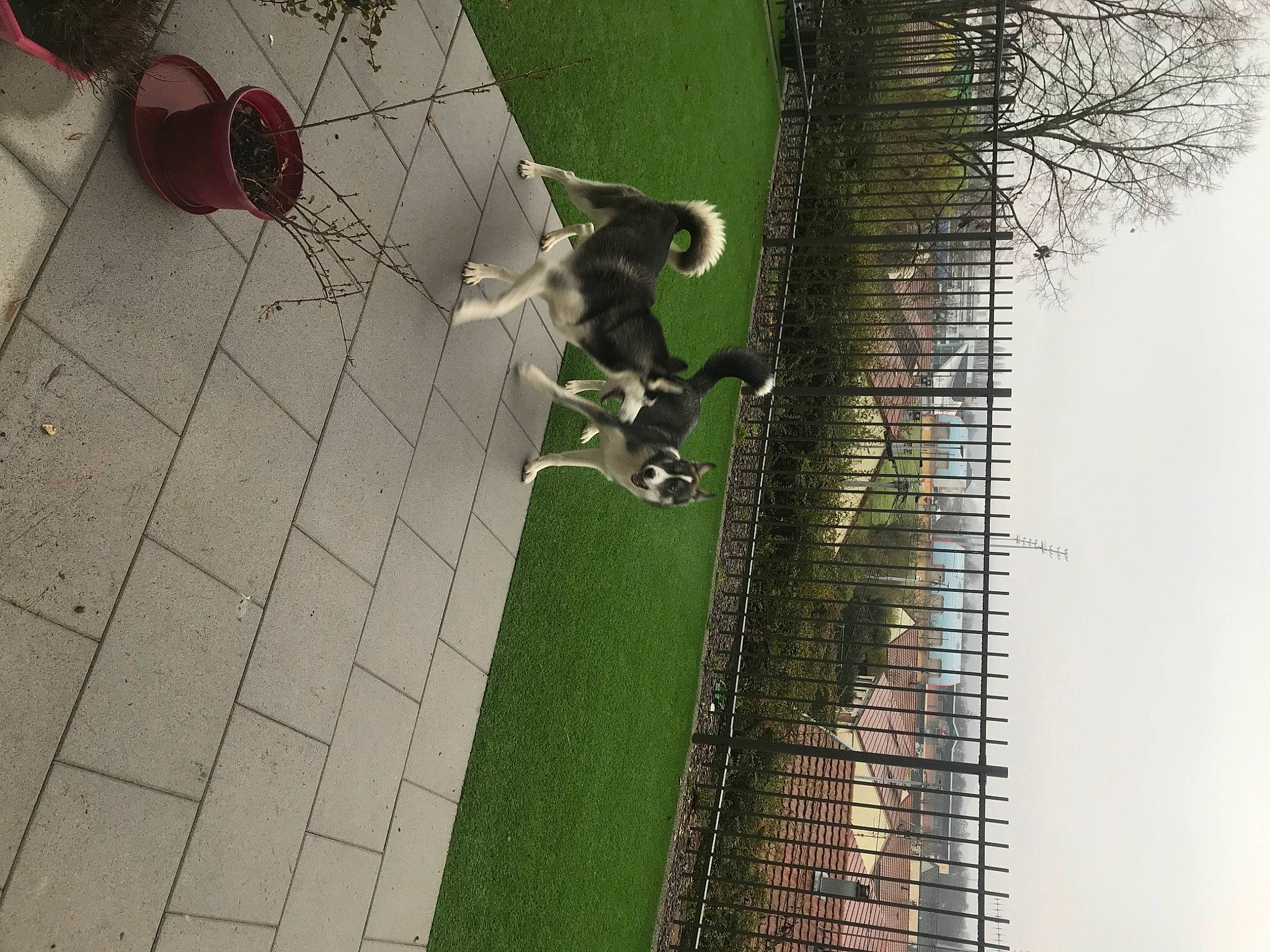 Oslow a rejoint le concours — aidez-le/la à gagner de superbes lots ! building, carmine, city, facade, flooring, flowerpot, grass, houseplant, landscape, leisure, plant, road_surface, roof, shadow, shrub, sidewalk, sky, tree, urban_design, wall