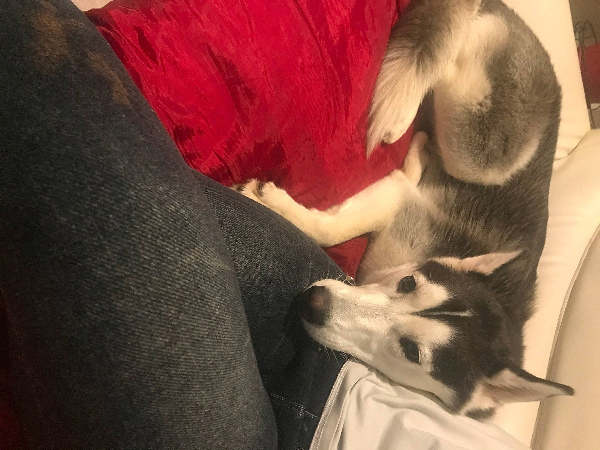 Taiga participe au concours pour gagner de l'argent avec cette photo : canidae, canis, carnivore, comfort, companion_dog, dog, dog_breed, fawn, fur, human_leg, non_sporting_group, paw, puppy, siberian_husky, sled_dog, small_to_medium_sized_cats, snout, sporting_group, whiskers, working_animal