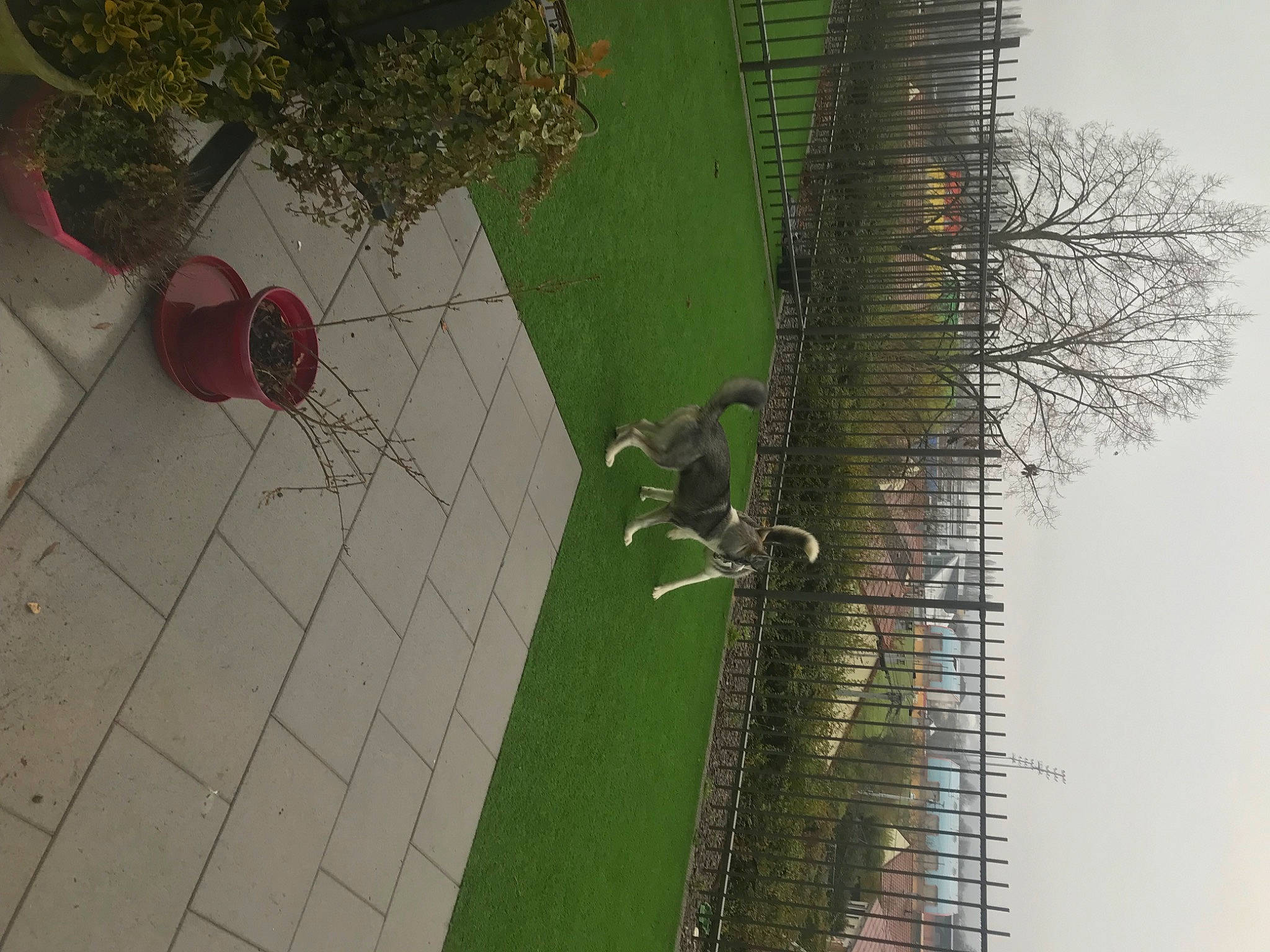 Taiga participe au concours pour gagner de l'argent avec cette photo : architecture, botany, building, facade, flooring, flowerpot, grass, house, houseplant, landscape, line, plant, road_surface, shrub, sidewalk, tree, urban_design, wall, window, wood