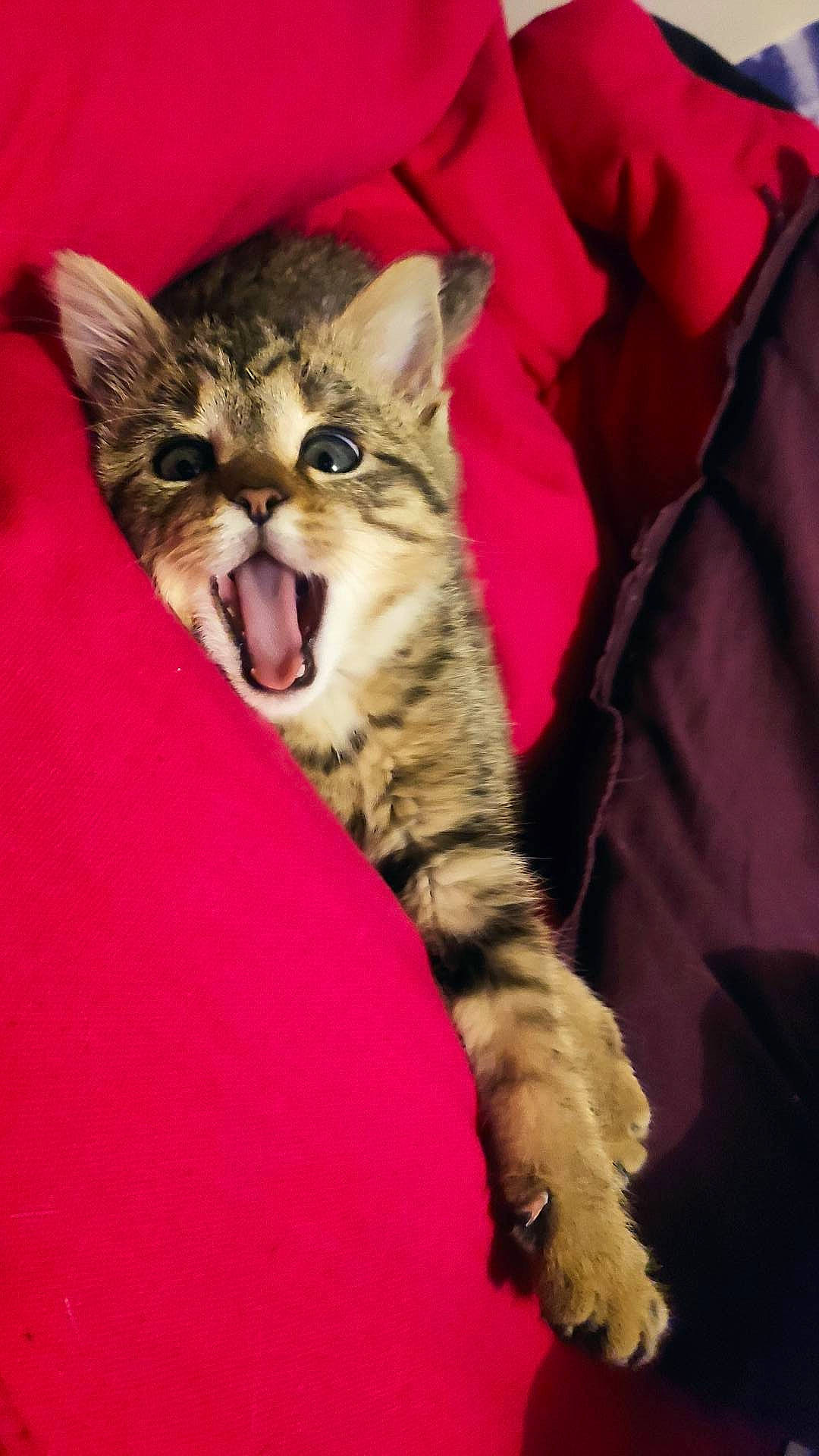 Cahouette participe au concours pour gagner de l'argent avec cette photo : bed, carnivore, cat, claw, comfort, domestic_short_haired_cat, felidae, foot, fur, gesture, paw, sitting, small_to_medium_sized_cats, snout, terrestrial_animal, whiskers, wildlife