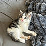 Louis participe au concours pour gagner de l'argent avec cette photo : kitten, cat, feline, pet, animal, indoor, blanket, bed, fur, cute, small, young, curious, resting, soft, cozy, whiskers, ears, blue_eyes, sleepy