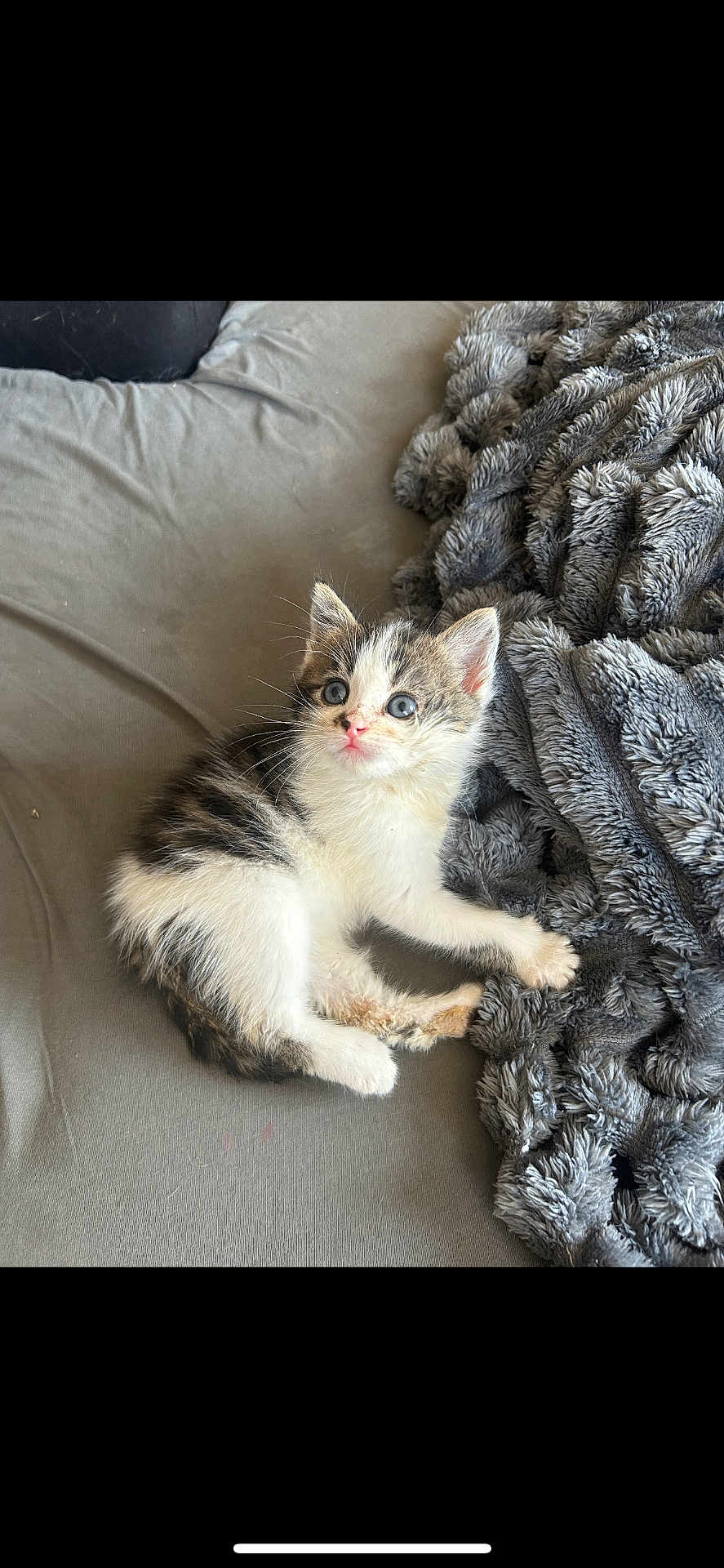 Louis participe au concours pour gagner de l'argent avec cette photo : kitten, cat, feline, pet, animal, indoor, blanket, bed, fur, cute, small, young, curious, resting, soft, cozy, whiskers, ears, blue_eyes, sleepy