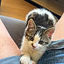 Louis a rejoint le concours — aidez-le/la à gagner de superbes lots ! kitten, cat, lap, person, legs, denim_shorts, indoor, wood_floor, wooden_bench, pet, animal, fur, whiskers, cute, sleeping_cat, relaxation, curious, young_cat, home, domestic