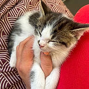 Louis participe au concours pour gagner de l'argent avec cette photo : kitten, cat, sleeping, hand, furry, pet, cozy, comfort, red_clothing, blanket, indoor, close_up, cute, animal, resting, white_paws, striped_fur, domestic_cat, relaxation, soft_texture