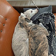 Isya participe au concours pour gagner de l'argent avec cette photo : blanket, brindle, companions, couch, cozy, dog, dogs, fur, furniture, head, indoors, living_room, nap, pet, pillow, relaxed, resting, sleeping, sofa, whippet