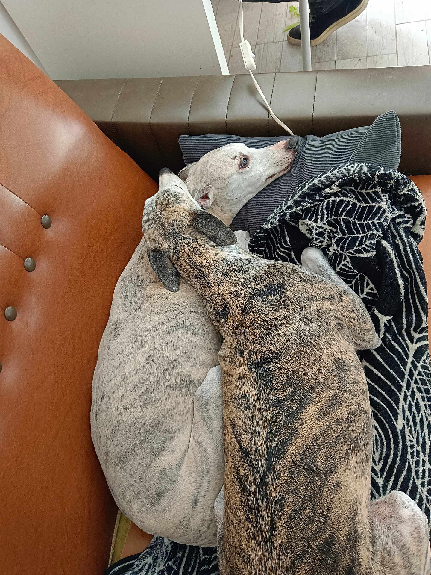 Isya participe au concours pour gagner de l'argent avec cette photo : blanket, brindle, companions, couch, cozy, dog, dogs, fur, furniture, head, indoors, living_room, nap, pet, pillow, relaxed, resting, sleeping, sofa, whippet