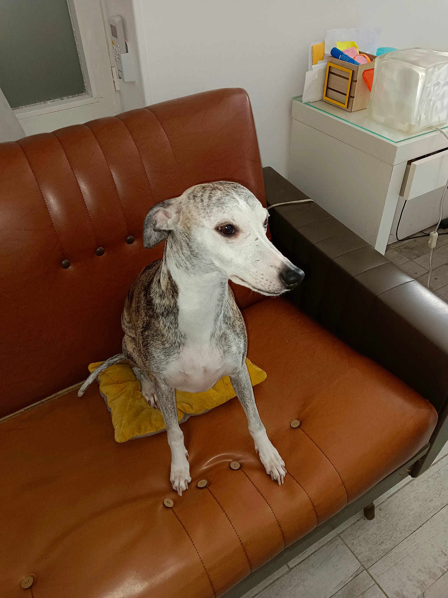 Magda a rejoint le concours — aidez-le/la à gagner de superbes lots ! dog, leather_sofa, yellow_pillow, indoor, pet, sitting, white_wall, side_table, papers, remote_control, ceramic_tiles, small_table, armrest, buttoned_cushion, whippet_like, looking_away, brown_leather, nose, paws, cozy