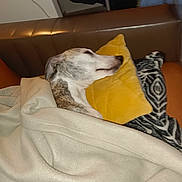 Magda a rejoint le concours — aidez-le/la à gagner de superbes lots ! arm, blanket, blanket_fold, brindle_pattern, couch, cozy, dog, fur, head, indoor, living_room, muzzle, person_hand, pet, pillow, resting, sleeping_dog, snooze, upholstery, yellow_pillow