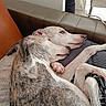 Magda a rejoint le concours — aidez-le/la à gagner de superbes lots ! blanket, brindle, couch, cozy, cuddling, dog, dogs, fur, greyhound, home_interior, indoor, nose, paw, pet, resting, sleeping, snuggle, sofa, whippet, white_fur