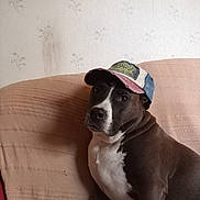Oui-Oui a rejoint le concours — aidez-le/la à gagner de superbes lots ! dog, pet, canine, black_and_white, sitting, couch, baseball_cap, hat, portrait, indoors, home, wallpaper, furniture, sofa, white_chest, short_hair, looking_at_camera, companion_animal, photography, funny