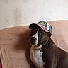 dog, pet, canine, black_and_white, sitting, couch, baseball_cap, hat, portrait, indoors, home, wallpaper, furniture, sofa, white_chest, short_hair, looking_at_camera, companion_animal, photography, funny