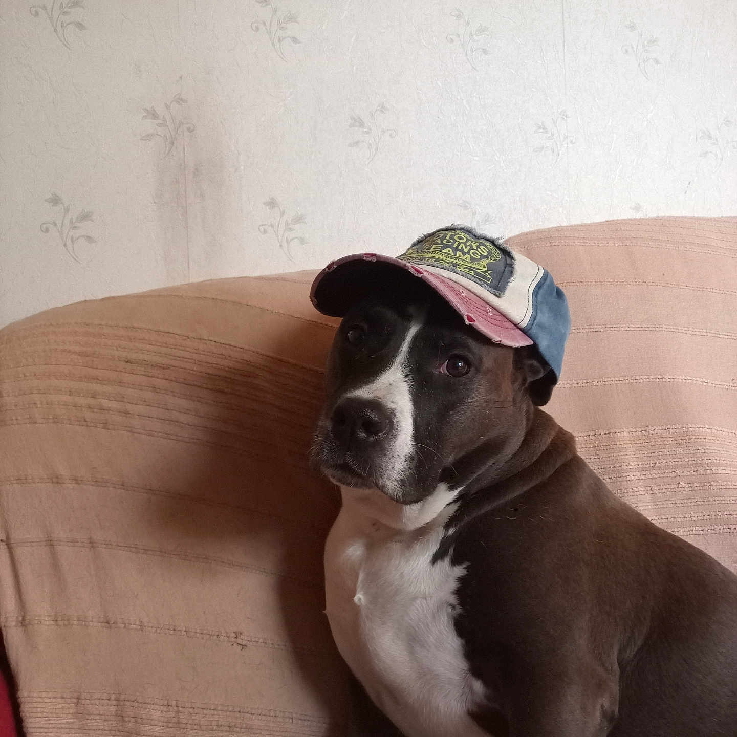Oui-Oui a rejoint le concours — aidez-le/la à gagner de superbes lots ! dog, pet, canine, black_and_white, sitting, couch, baseball_cap, hat, portrait, indoors, home, wallpaper, furniture, sofa, white_chest, short_hair, looking_at_camera, companion_animal, photography, funny