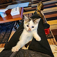 Patty joined the competition — help win amazing prizes! kitten, cat, pet, indoor, lap, black_pants, curious, stretching, blue_eyes, wooden_floor, rug, table, decor, horse_statue, cozy, furniture, home, animal, cute, young