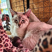 Cloe joined the competition — help win amazing prizes! animal, cage, cat, close_up, cozy, ears, feline, fur, hammock, indoor, leopard_print, pet, relaxed, resting, sleepy, soft_fur, whiskers, window, wire_mesh, wood