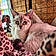 Cloe