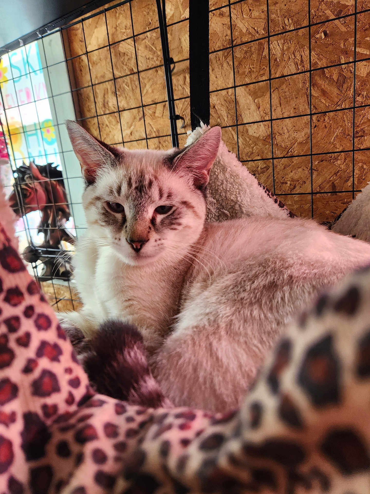 Cloe joined the competition — help win amazing prizes! animal, cage, cat, close_up, cozy, ears, feline, fur, hammock, indoor, leopard_print, pet, relaxed, resting, sleepy, soft_fur, whiskers, window, wire_mesh, wood