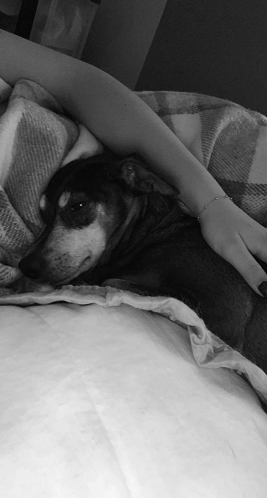 Scooby participe au concours pour gagner de l'argent avec cette photo : bedding, bored, carnivore, comfort, companion_dog, dog, dog_breed, fur, gesture, grey, human_leg, linens, monochrome, monochrome_photography, nap, sitting, sporting_group, toy_dog, whiskers, working_animal