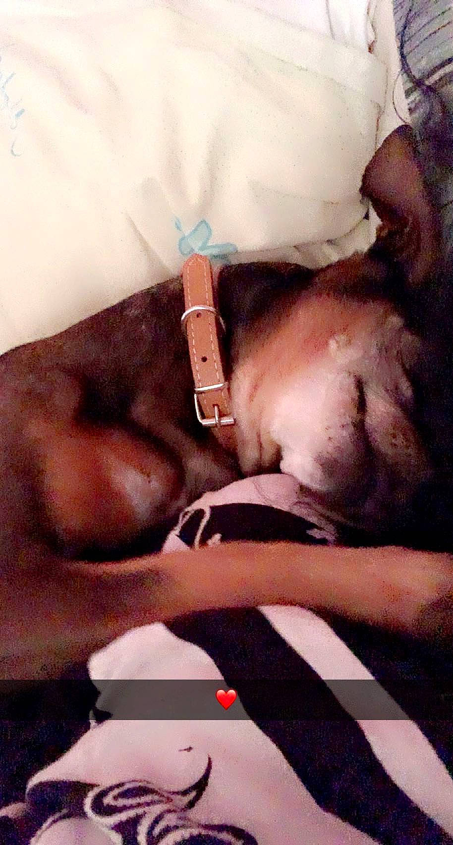 Scooby a rejoint le concours — aidez-le/la à gagner de superbes lots ! abdomen, barechested, carnivore, chest, comfort, companion_dog, dog, dog_breed, fawn, flesh, fur, gesture, paw, tableware, tattoo, toy_dog, trunk, whiskers, wrist