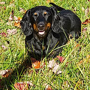 Fyn joined the competition — help win amazing prizes! animal, autumn_leaves, black_dog, canine, dachshund, dog, fall, grass, grass_field, happy, leaf_litter, lying_down, nature, outdoor, pet, playful, smiling_dog, sunlight, sunny, tan_markings