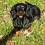 animal, autumn_leaves, black_dog, canine, dachshund, dog, fall, grass, grass_field, happy, leaf_litter, lying_down, nature, outdoor, pet, playful, smiling_dog, sunlight, sunny, tan_markings