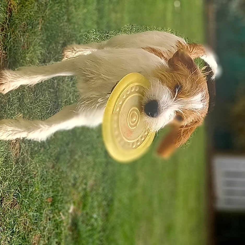 Malo