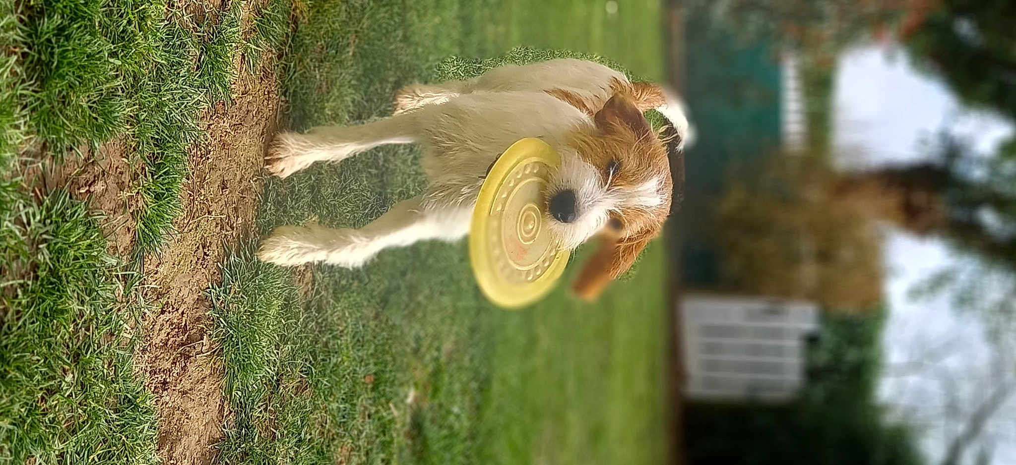 Malo