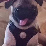 Max is registered to the contest to win money with this photo: animal, beige, close_up, companion, couch, cute, dog, domestic_animal, ears, face, friendly, furry, happy, harness, indoor, pet, pug, sitting, smiling, tongue_out