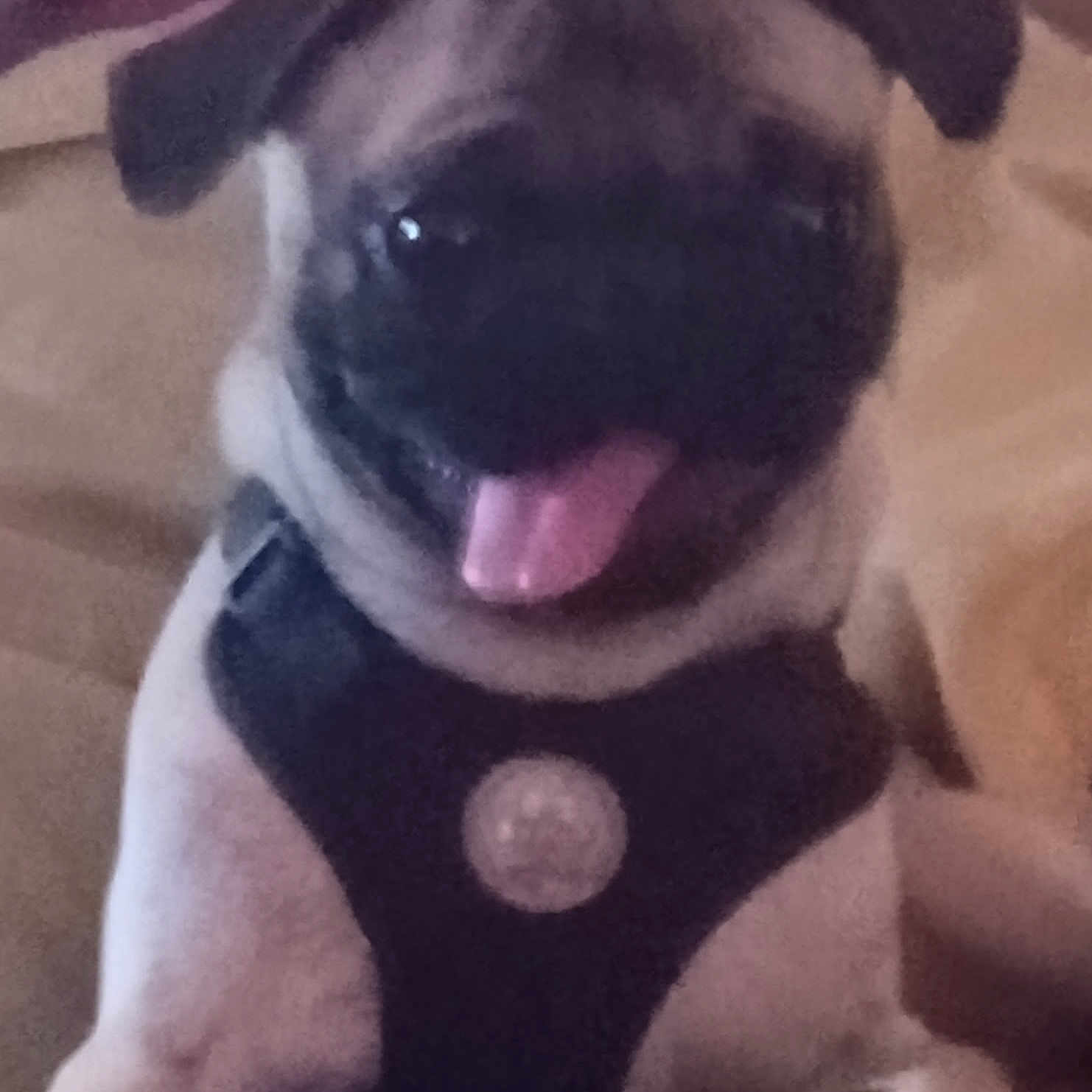 Max is registered to the contest to win money with this photo: animal, beige, close_up, companion, couch, cute, dog, domestic_animal, ears, face, friendly, furry, happy, harness, indoor, pet, pug, sitting, smiling, tongue_out