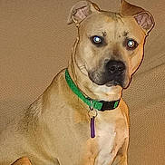 Eddie Wayne is registered to the contest to win money with this photo: accessories, animal, bostonbull, boxer, bulldog, canine, collar, couch, cushion, dog, frenchbulldog, furniture, halter, hound, labradorretriever, pet, pitbull, puppy, snout, strap