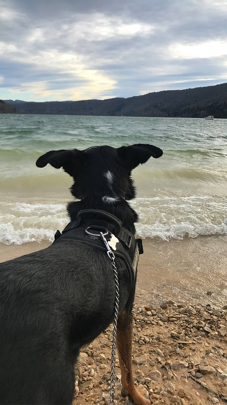 Olly participe au concours pour gagner de l'argent avec cette photo : beach, beauceron, canidae, carnivore, dog, dog_breed, guard_dog, hunting_dog, ocean, sand, sea, sporting_group, vacation, wave, working_dog