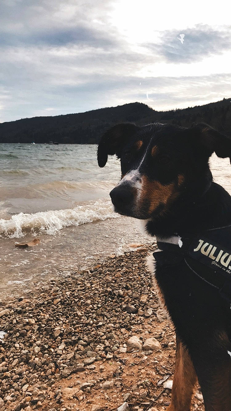 Olly participe au concours pour gagner de l'argent avec cette photo : appenzeller_sennenhund, beach, bernese_mountain_dog, canidae, carnivore, coast, coastal_and_oceanic_landforms, dog, dog_breed, entlebucher_mountain_dog, greater_swiss_mountain_dog, huntaway, ocean, rock, sand, sea, shore, sky, wave, working_dog