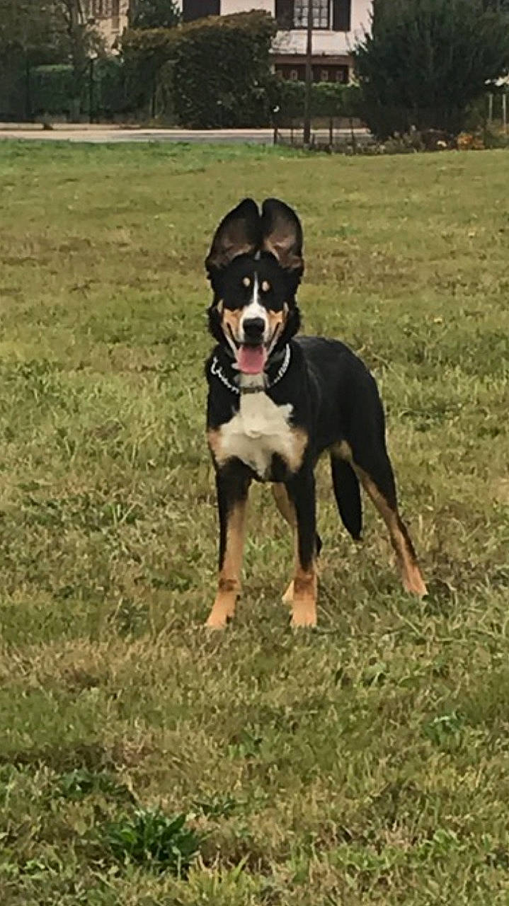 Olly participe au concours pour gagner de l'argent avec cette photo : american_pit_bull_terrier, american_staffordshire_terrier, appenzeller_sennenhund, canidae, carnivore, companion_dog, dog, dog_breed, entlebucher_mountain_dog, fawn, greater_swiss_mountain_dog, mammal, molosser, rare_breed_dog, snout, vertebrate, working_dog