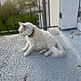 accessories, angora, animal, architecture, balcony, building, canine, cat, dog, door, eskimodog, kitten, manx, pet, puppy, strap, white, whitedog, window, windowsill