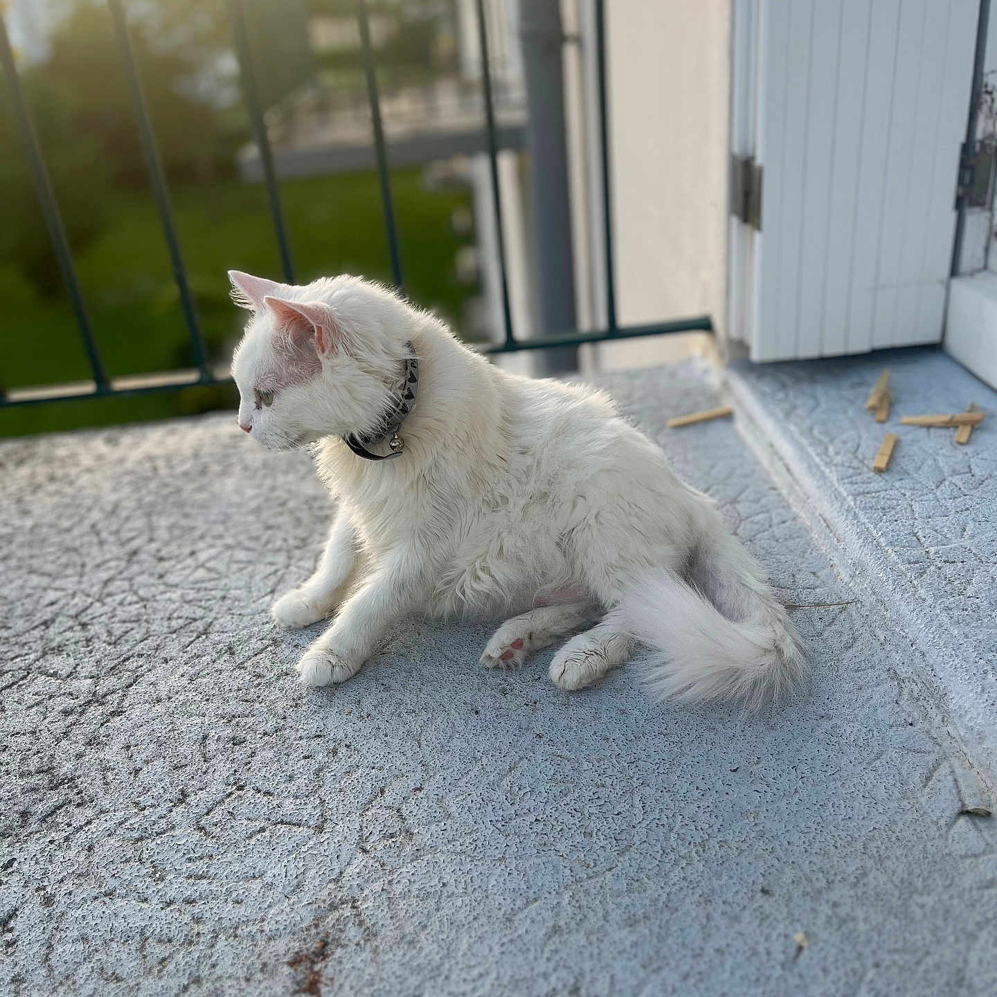 Boubou participe au concours pour gagner de l'argent avec cette photo : accessories, angora, animal, architecture, balcony, building, canine, cat, dog, door, eskimodog, kitten, manx, pet, puppy, strap, white, whitedog, window, windowsill