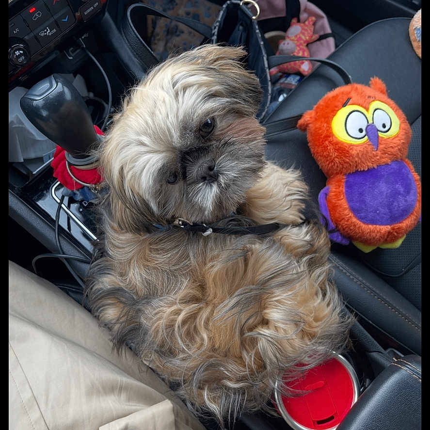 Prince Charles Kirk is registered to the contest to win money with this photo: button, car_interior, center_console, companion, cozy, cup_holder, curious, dog, dog_collar, fabric, fluffy, gear_shift, leather, pet, plush_toy, seat, seatbelt, small_dog, toy_owl, travel