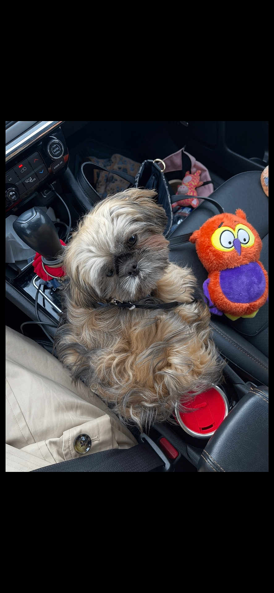 Prince Charles Kirk is registered to the contest to win money with this photo: dog, car_interior, center_console, plush_toy, seat, gear_shift, cup_holder, dog_collar, toy_owl, fabric, button, seatbelt, leather, pet, fluffy, curious, travel, companion, cozy, small_dog