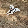 dog, white_dog, harness, outdoor, park, tree, dirt, gravel, sunlight, shade, relaxed, pet, animal, canine, nature, leisure, daytime, grass, bench, fence