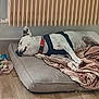 dog, sleeping, dog_bed, blanket, collar, toys, floor, radiator, indoor, resting, white_dog, black_spots, pet, cozy, quiet, home, relaxing, canine, comfort, napping