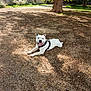 dog, white_dog, outdoor, park, tree, shade, sunlight, happy, pet, animal, nature, grass, ground, canine, leash, playful, summer, daylight, resting, smiling