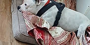 Roguish participe au concours pour gagner de l'argent avec cette photo : dog, white_dog, black_spots, dog_bed, blanket, striped, plush_toy, rope_ball, wooden_floor, indoor, harness, pet, relaxed, resting, side_view, cozy, furniture, home, animal, domestic