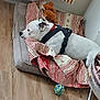 dog, white_dog, black_spots, dog_bed, blanket, striped, plush_toy, rope_ball, wooden_floor, indoor, harness, pet, relaxed, resting, side_view, cozy, furniture, home, animal, domestic