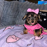 Khloé is registered to the contest to win money with this photo: puppy, dog, pink_bow, bow, pink_shirt, blanket, heart_pattern, tongue_out, cute, fur, small_dog, pet_clothing, portrait, indoor, cozy, plush_blanket, window, letter_board, flash, welcome_sign