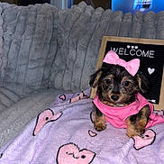 Khloé is registered to the contest to win money with this photo: blanket, couch, cute, dog, flash_photography, fur, heart_pattern, indoor, letter_board, pet, pet_bedding, pink_bow, pink_shirt, plush_blanket, portrait, puppy, small_dog, sofa, welcome_sign, window